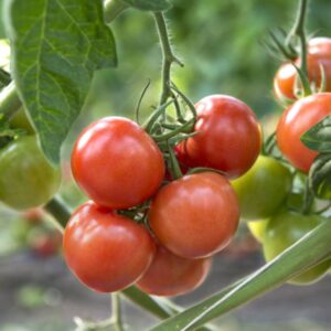 Tomate Amadrama - Caja 10 kg